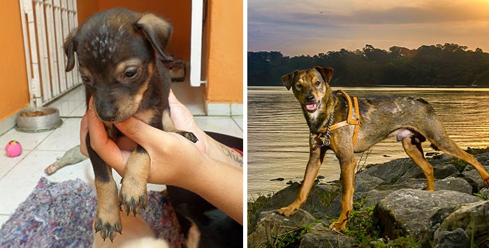 Anjing jantan bernama Piquininho ini menunjukkan transformasi yang lebih baik setelah diadopsi, ya, Beauties? / Foto: Instagram.com/petphotos_elayne/