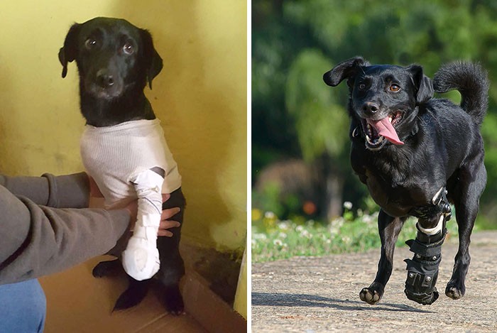 Anjing betina ini bernama Kim, salah satu anjing terlantar yang diselamatkan oleh pemiliknya sekarang. Potretnya berhasil diabadikan oleh Elayne Massaini. / Foto: Instagram.com/petphotos_elayne/