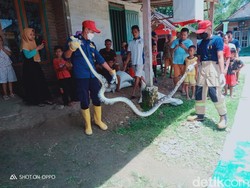 Usai Viral Ular Menyeberang Jalan, Warga Bojonegoro Temukan Sanca 4 Meter