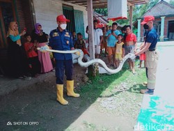 Sanca 4 Meter Ditemukan di Bojonegoro, yang Sempat Viral Menyeberang Jalan?