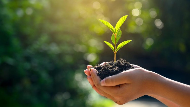 In the hands of trees growing seedlings. Bokeh green Background Female hand holding tree on nature field grass Forest conservation concept