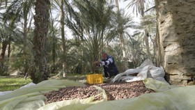 FOTO: Menjaga Kelestarian Oasis di Tengah Gurun Tunisia