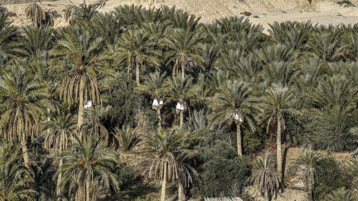 FOTO: Menjaga Kelestarian Oasis di Tengah Gurun Tunisia