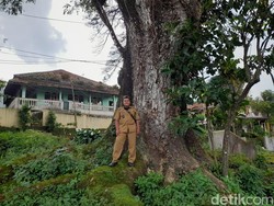 Melihat Pohon Trembesi Raksasa di Sumedang: Si Penjaga Mata Air Warga
