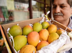 Saking Langkanya, Beli Mangga Ini Daftar Antreannya Sampai Seribu Orang!