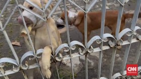 Polisi Datangi Warga yang Lakban Mulut Anjing di Semarang