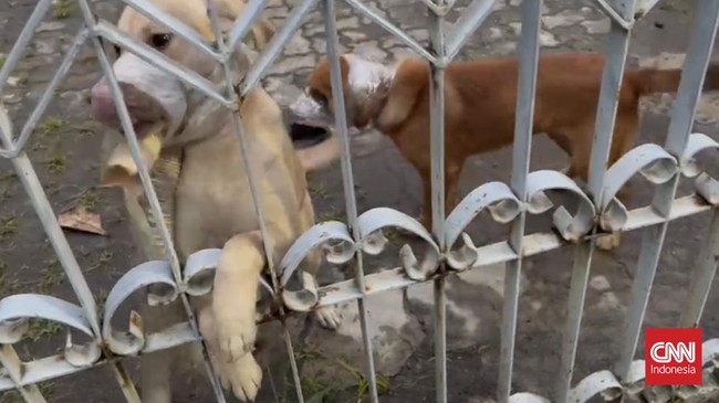 Seorang warga Semarang dilaporkan Polisi karena kedapatan menyiksa anjing peliharaannya hingga mati.
