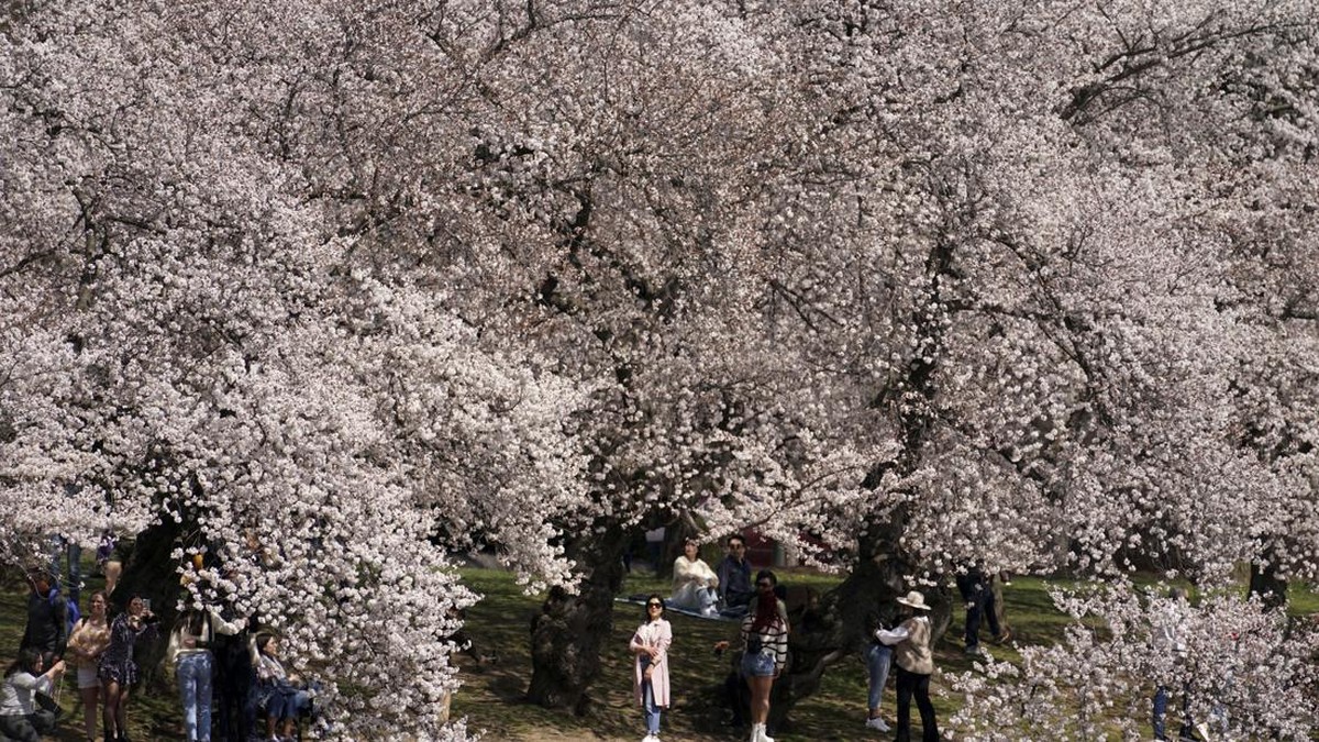 Menikmati Indahnya Bunga Sakura yang Sedang Mekar di Washington