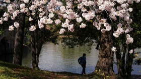 Menikmati Indahnya Bunga Sakura yang Sedang Mekar di Washington