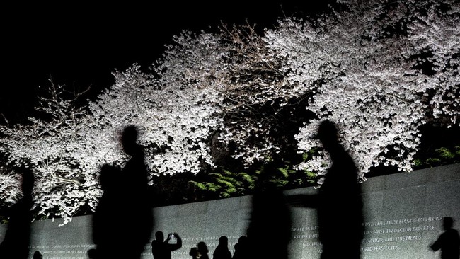 Menikmati Indahnya Bunga Sakura yang Sedang Mekar di Washington