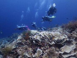 Agoda Kerja Sama dengan WWF Singapura Mau Pulihkan Laut Asia Tenggara