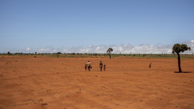FOTO: Kekeringan di Madagaskar, Warga Makan Kaktus Liar untuk Bertahan