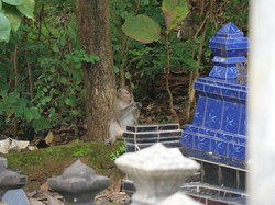 Snapshots: Foto Monyet Peneror Lahan Warga di Wonogiri