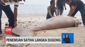 VIDEO: Heboh Penemuan Satwa Langka Dugong