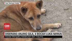 VIDEO: Diserang Anjing Gila, 4 Bocah Luka Serius
