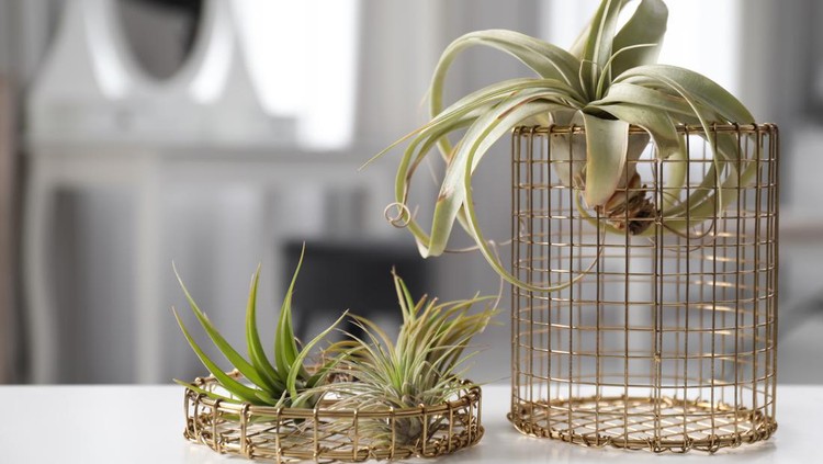 Different tillandsia plants on white table. House decor