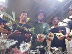UMSurabaya Kenalkan Anggrek Semeru Lewat Virtual Tour
