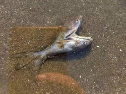 Lagi Jalan-jalan di Pantai, Eh Ketemu Ikan Berkepala Dua yang Langka