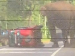 Turis Naik Tuk-tuk Diseruduk Gajah, Langsung Lari Tunggang Langgang