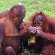#PelukUntukOrangUtan, Kampanye Istikamah Kiehl's dalam Pelestarian Habitat Orang Utan di Kalimantan