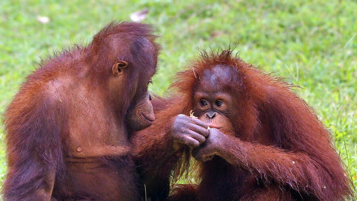 #PelukUntukOrangUtan, Kampanye Istikamah Kiehl's dalam Pelestarian Habitat Orang Utan di Kalimantan