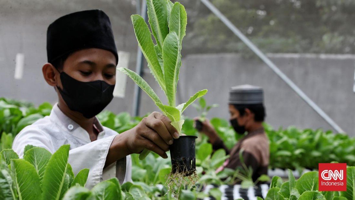 FOTO: Panen Sayur ala Santri Ponpes