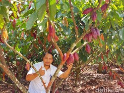 Yuk Menikmati Suasana Desa Coklat di Banyuwangi, Suejuk Masszzeh!