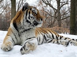 Putin Mati, Kebun Binatang Minnesota Berduka