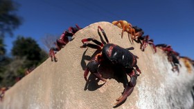 Kenapa Kepiting Berjalan ke Samping?