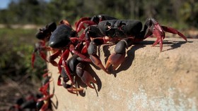 Ahli Buat Baterai Ramah Lingkungan dari Cangkang Kepiting, Caranya?