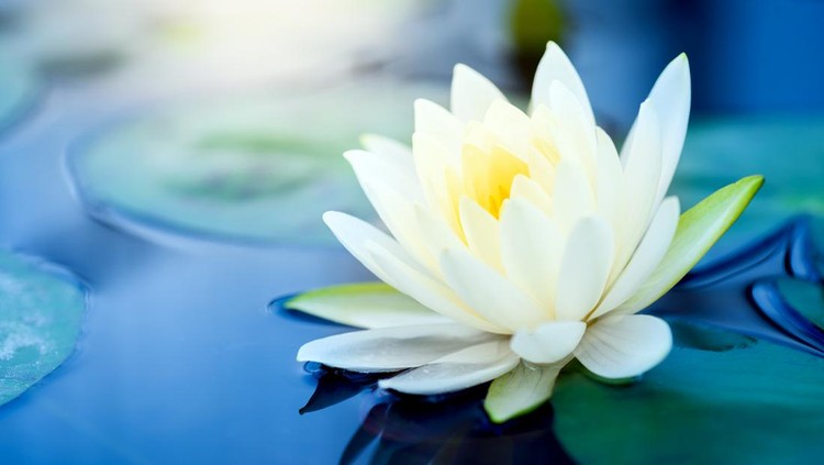 beautiful White Lotus Flower with green leaf in in pond