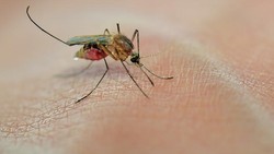 Nyamuk Berbahaya Ada di Yogyakarta? Begini Riset Bill Gates