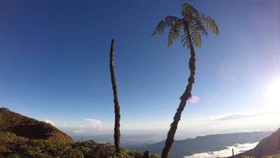 Pakis Binaiya di Maluku Hampir Punah karena Gangguan Ekosistem