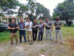 Warga Tanjungbalai Tangkap Ular Piton 4 Meter, Sejumlah Telur Ular Ditemukan