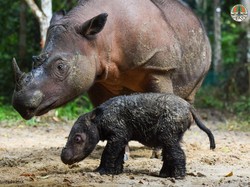 Rosa Lahirkan Anak Betina, Badak Sumatera TN Way Kambas Jadi 8 Ekor
