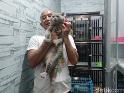 Berawal dari Hobi, Breeder Kucing di Sidoarjo Ini Kini Cuan Rp 60 Juta Per Bulan