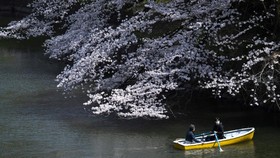 FOTO: Langit Biru Tokyo dan Indah Mekar Bunga Sakura