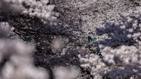 Siap-siap Liburan ke Jepang, Musim Bunga Sakura Telah Tiba