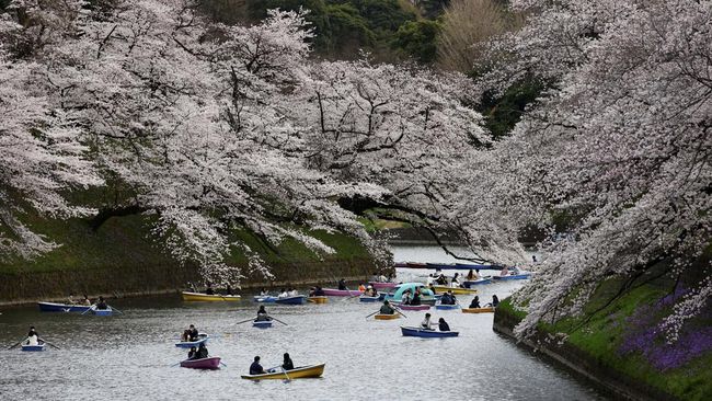 Momen musim Bunga Sakura bermekaran diyakini akan membuat lebih banyak wisatawan Indonesia yang berkunjung ke Jepang, yang terjadi pada periode Maret-April.