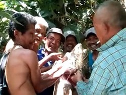 Geger Ikan Tapah Jumbo 65 kg di Sumut: Diangkat 6 Orang-Dijual Rp 700 Ribu