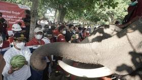 Menkeu Apresiasi Konservasi Gajah Binaan Pertamina Hulu Rokan