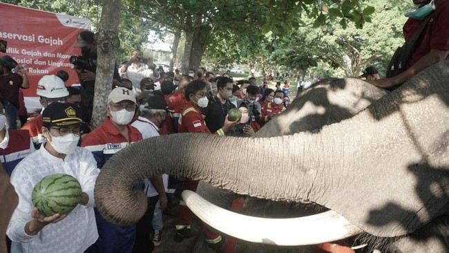 Menkeu Sri Mulyani mengapresiasi program konservasi gajah binaan PT Pertamina Hulu Rokan dan mendorong melakukan perbaikan berkelanjutan.