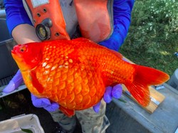 Seram, Fenomena Ikan Mas Jadi Mutan