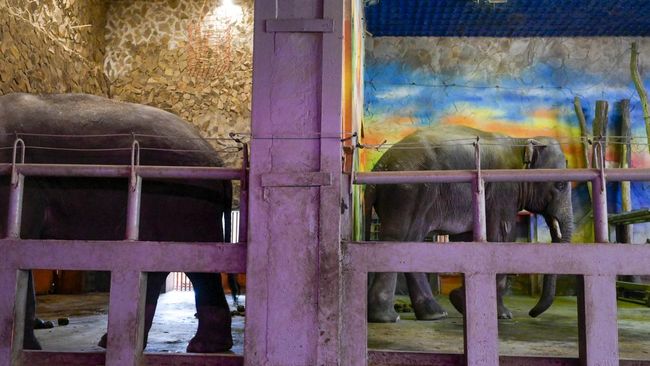 Sekitar 4 ribu satwa di Kebun Binatang Mykolaiv, Ukraina, terjebak di tengah perang. Sebagian di antaranya merupakan spesies hewan yang terancam punah.