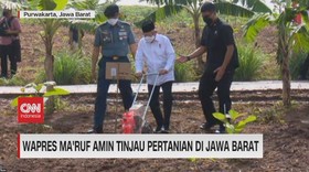 VIDEO: Wapres Ma'ruf Amin Tanam Jagung Hingga Terima Curhat Emil