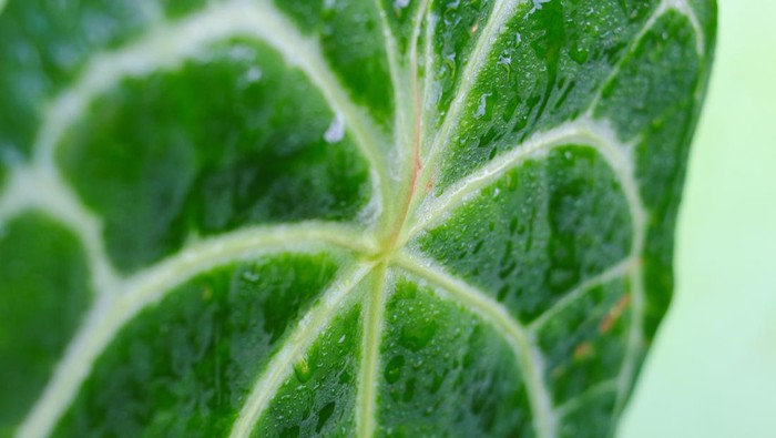 Close-up view of Anthurium Crystallinum ornamental plant with raindrops in the morning in the backyard. Tropical Houseplant for home decor.