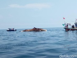 Paus Bungkuk Sepanjang 20 Meter Ditemukan Mati di Perairan Sampang