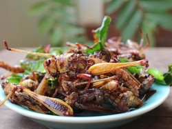 Ini 5 Serangga Sumber Protein Tinggi, Belalang hingga Larva Lebah