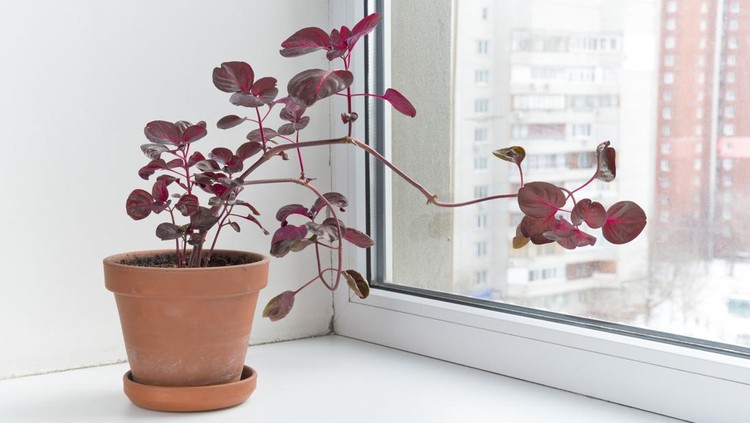 Potted flowers on the windowsill in a pot. Iresine herbstii is a species of flowering plant in the amaranth family, Amaranthaceae. Some call this plant the 