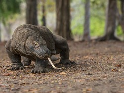 Apa Masih Bisa Selamat Usai Digigit Komodo?